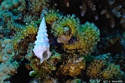 Rhytisma fulvum Corail cuir rempant-Cerithium madreporicolum Cerithe Safaga Gamul kebir-8m-20171120-Denis-ADER-DSC_3057_tn